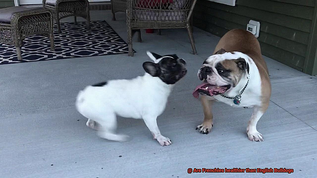 Are Frenchies healthier than English Bulldogs-3