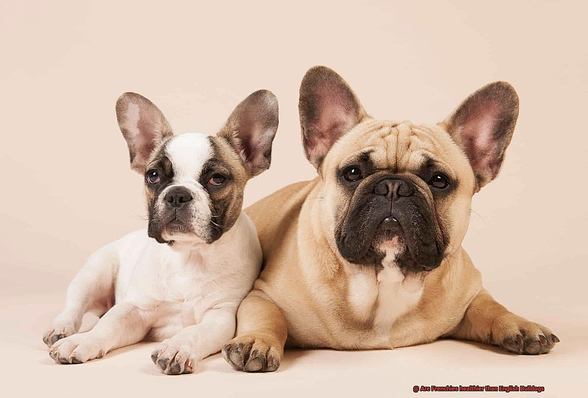 Are Frenchies healthier than English Bulldogs-2