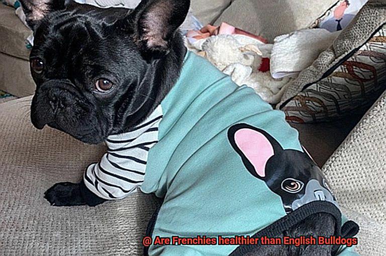 Are Frenchies healthier than English Bulldogs-6