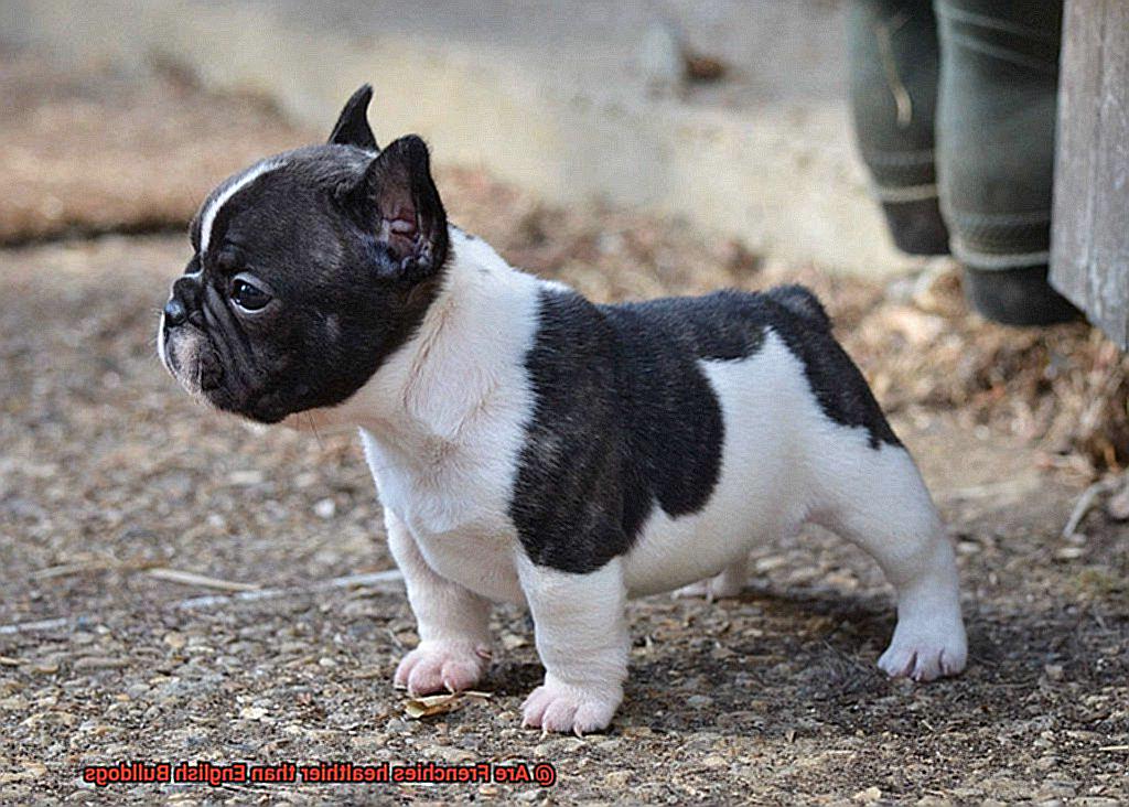 Are Frenchies healthier than English Bulldogs-4