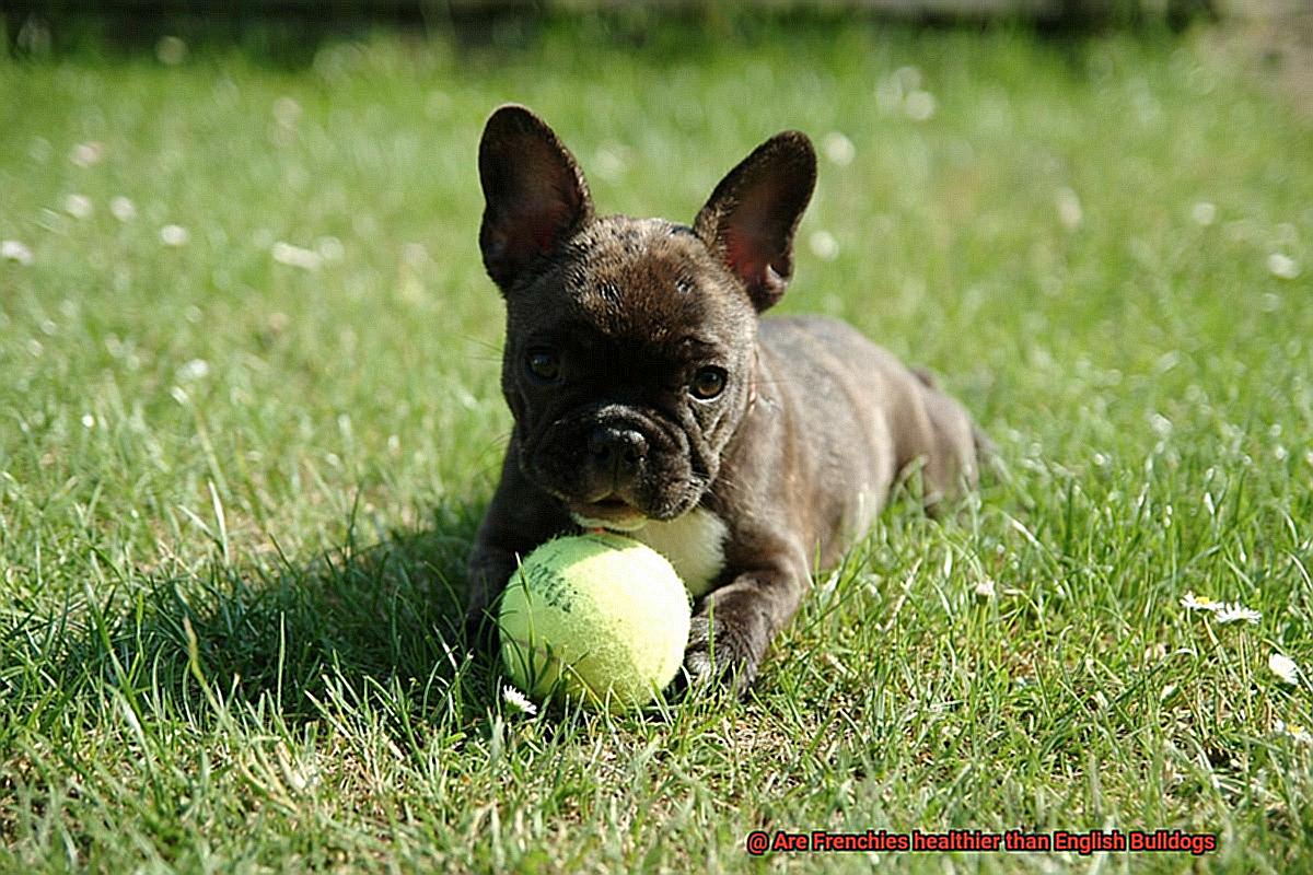 Are Frenchies healthier than English Bulldogs-5