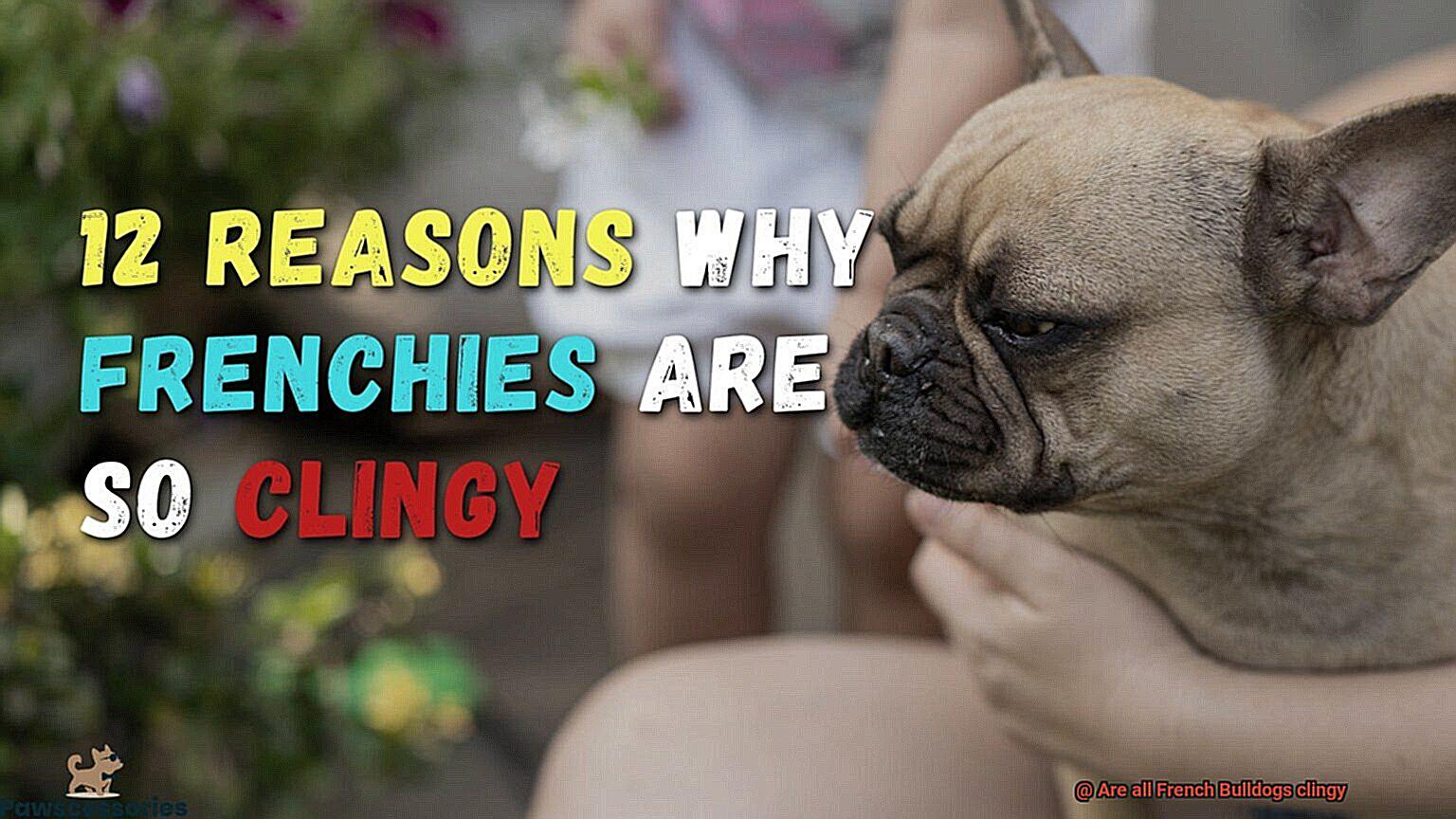 Are all French Bulldogs clingy-8