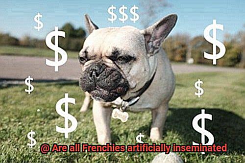 Are all Frenchies artificially inseminated-12