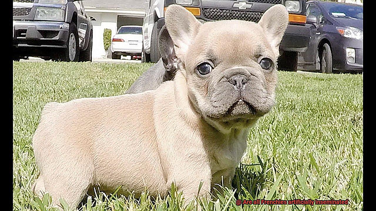 Are all Frenchies artificially inseminated-8