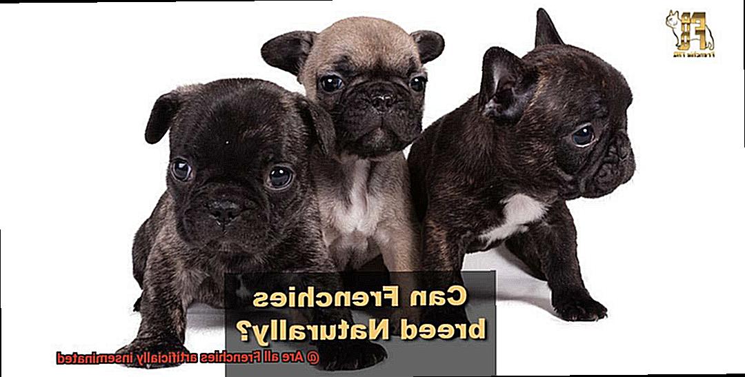 Are all Frenchies artificially inseminated-10