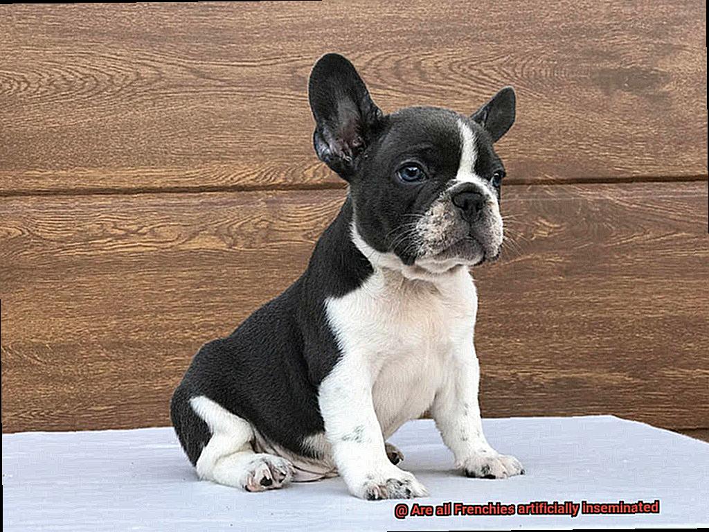 Are all Frenchies artificially inseminated-13