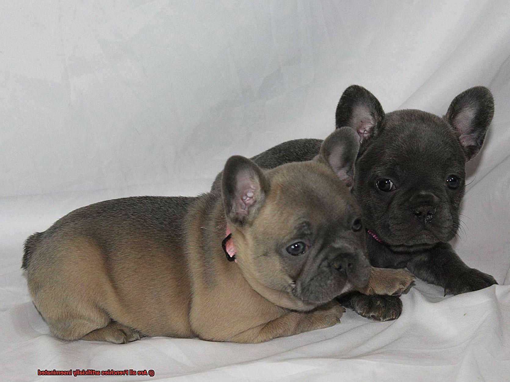 Are all Frenchies artificially inseminated-6