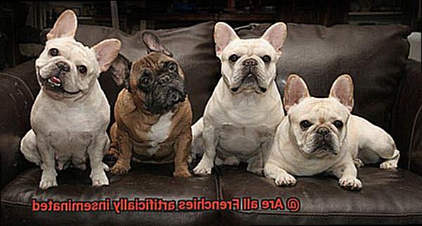 Are all Frenchies artificially inseminated-11