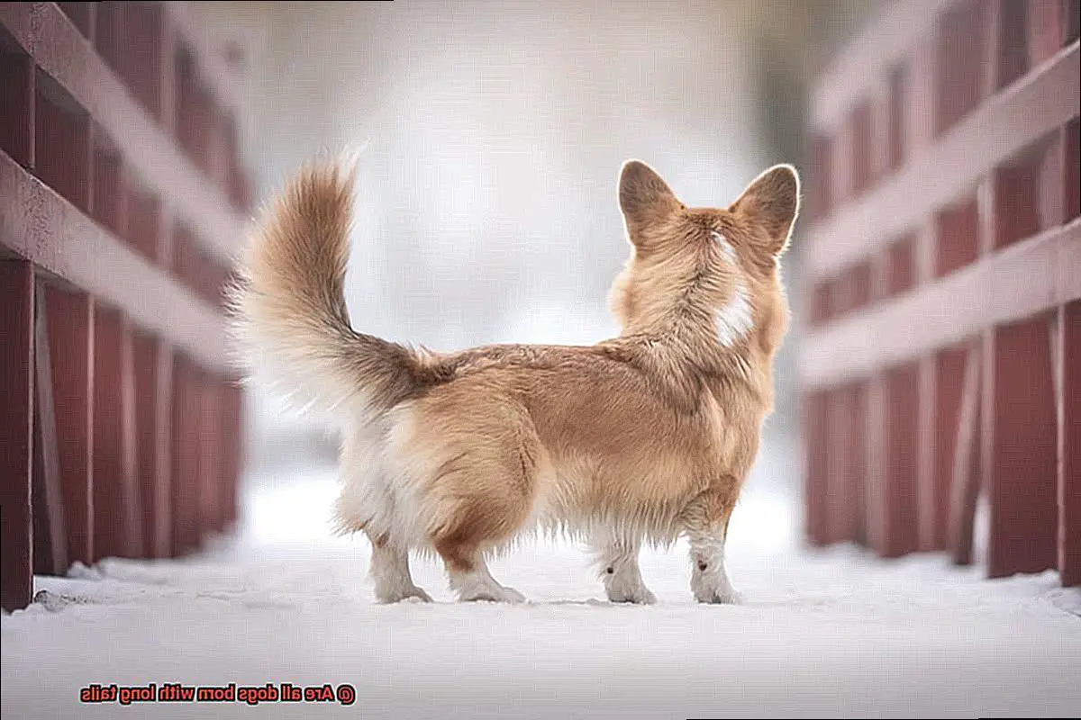 Are all dogs born with long tails-10