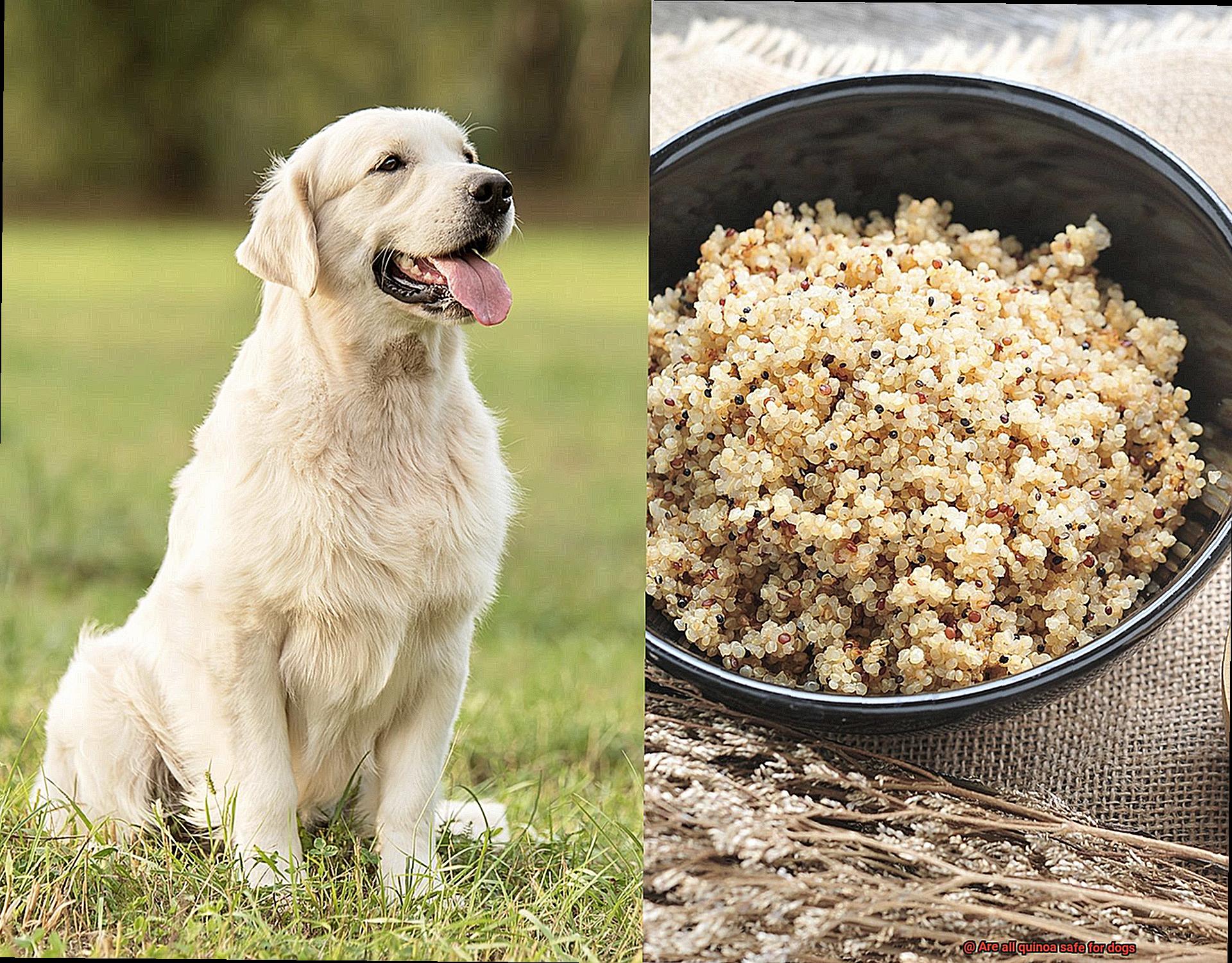 Are all quinoa safe for dogs-8