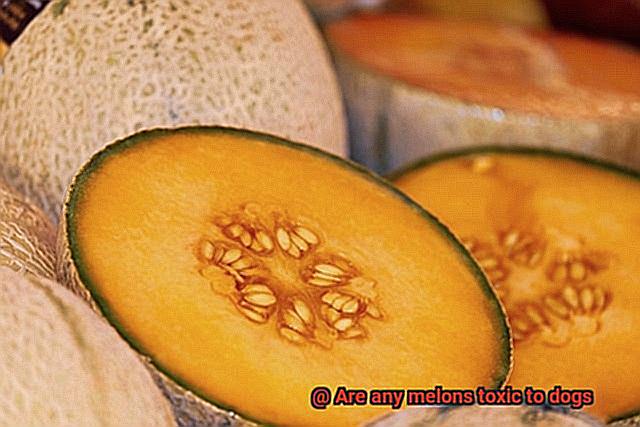 Are any melons toxic to dogs-2