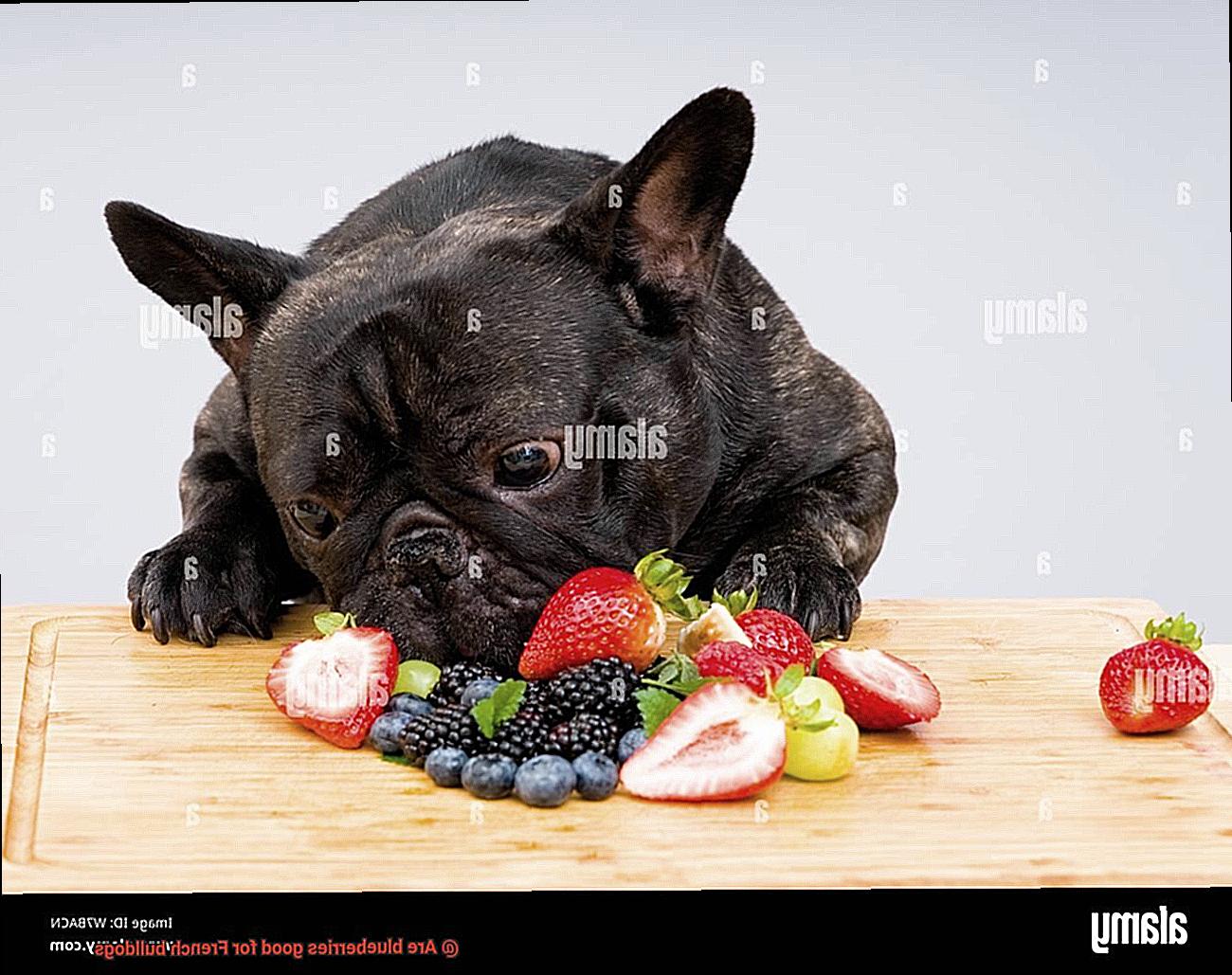 Are blueberries good for French bulldogs-4