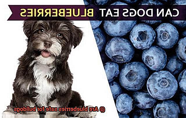 Are blueberries safe for bulldogs-3