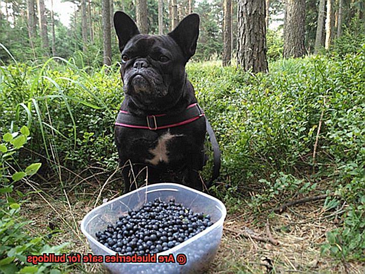 Are blueberries safe for bulldogs-2