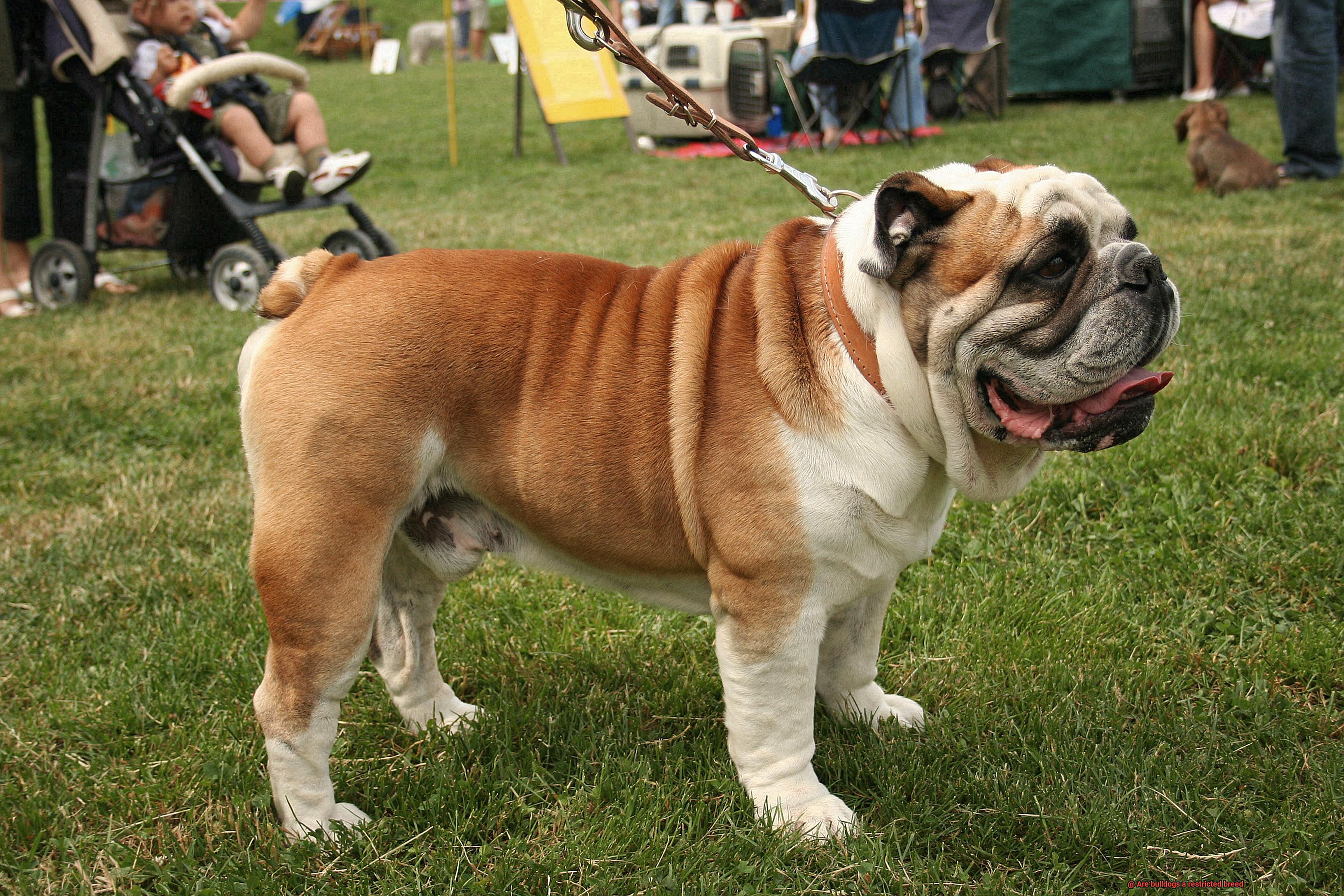 Are bulldogs a restricted breed-6