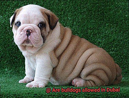 Are bulldogs allowed in Dubai-8