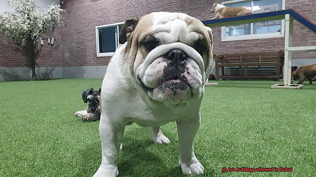 Are bulldogs allowed in Dubai-9