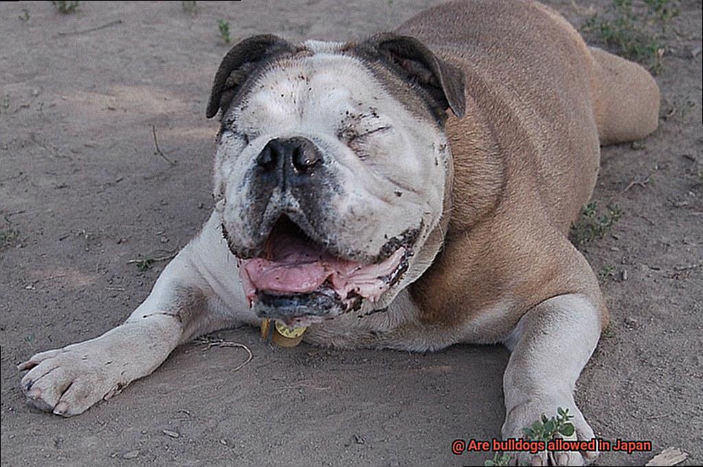 Are bulldogs allowed in Japan-3