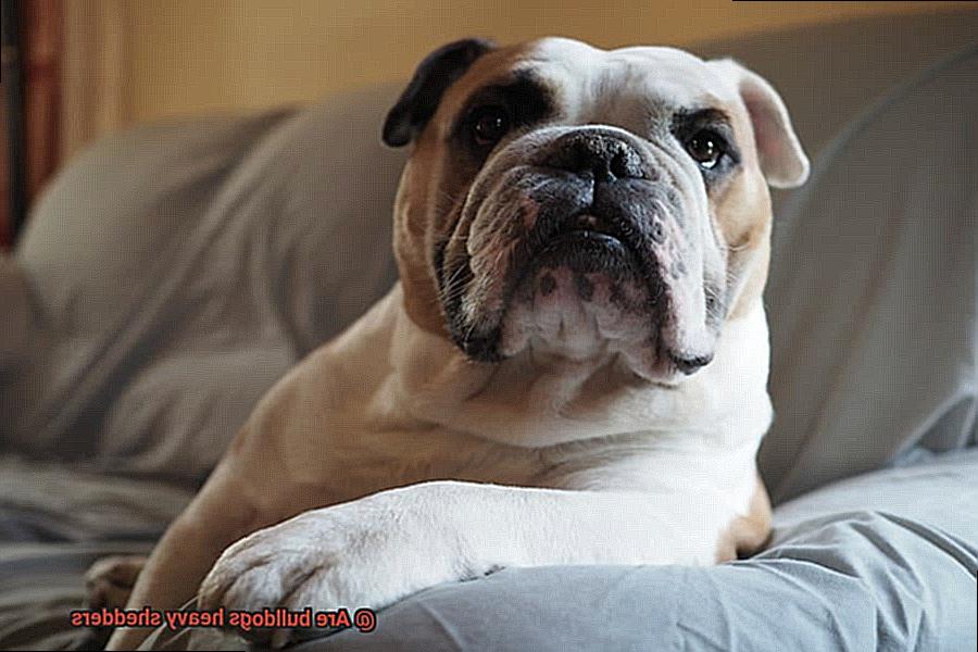 Are bulldogs heavy shedders-2