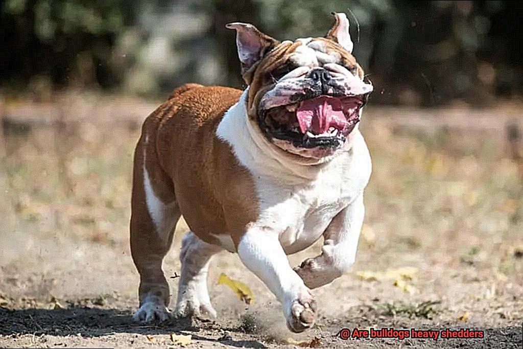 Are bulldogs heavy shedders-4