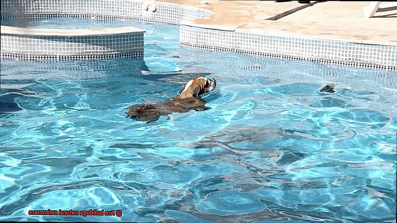 Are bulldogs natural swimmers-4