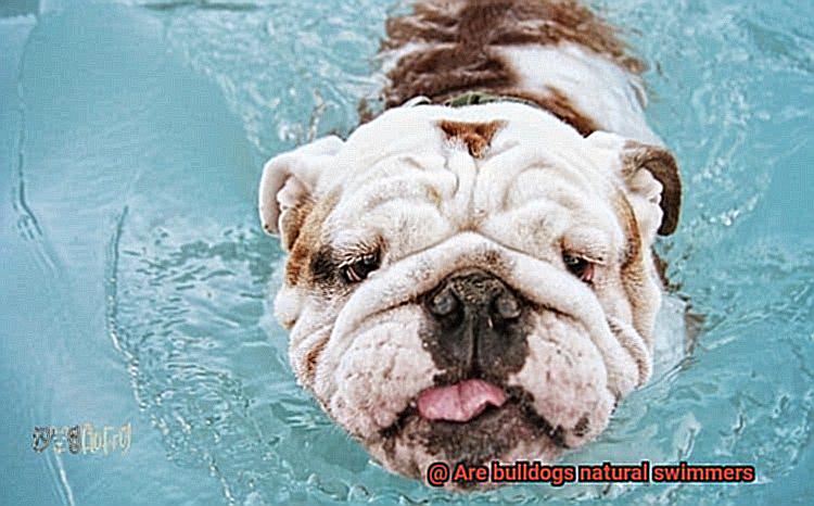 Are bulldogs natural swimmers-7