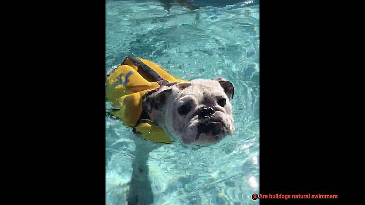 Are bulldogs natural swimmers-6