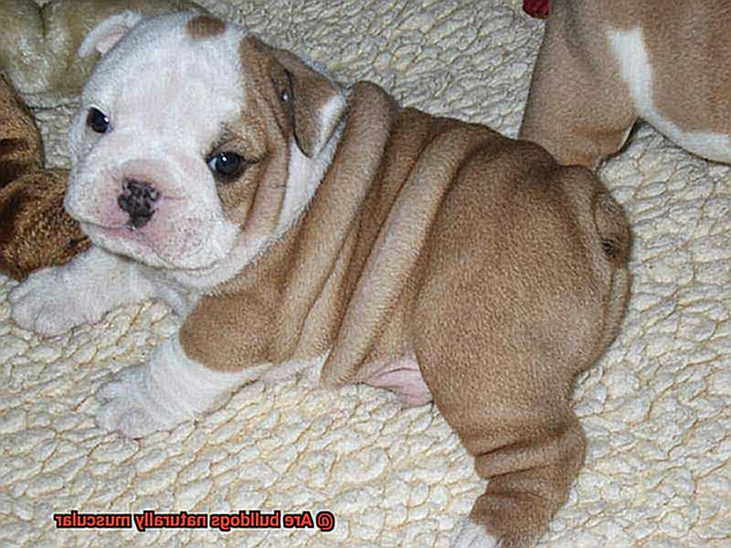 Are bulldogs naturally muscular-2