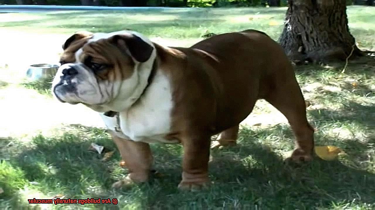 Are bulldogs naturally muscular-3