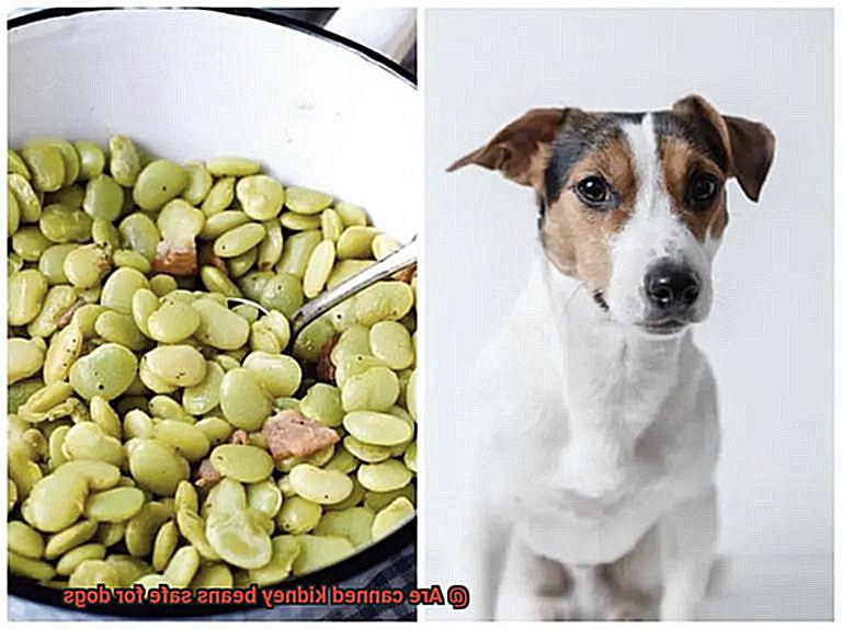 Are canned kidney beans safe for dogs-4