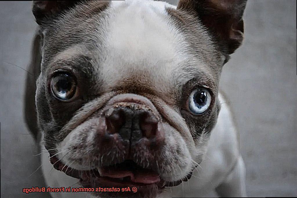 Are cataracts common in French Bulldogs-4