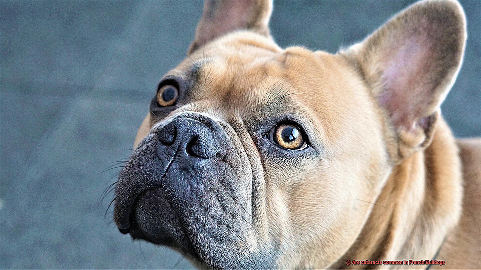 Are cataracts common in French Bulldogs-3