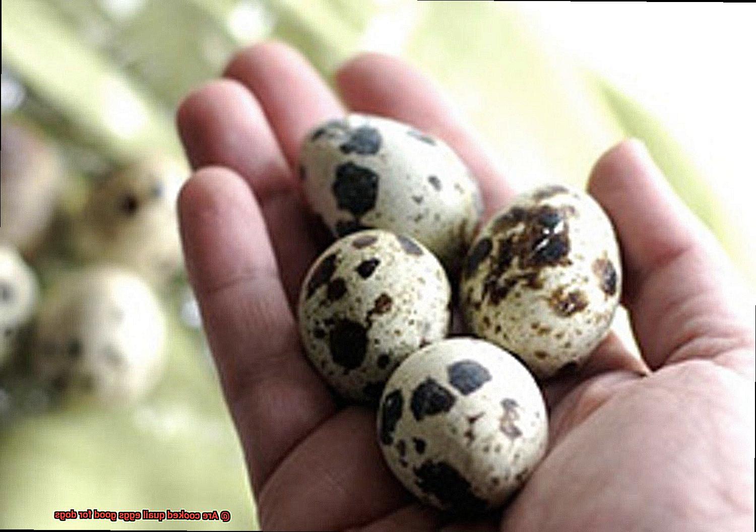 Are cooked quail eggs good for dogs-8