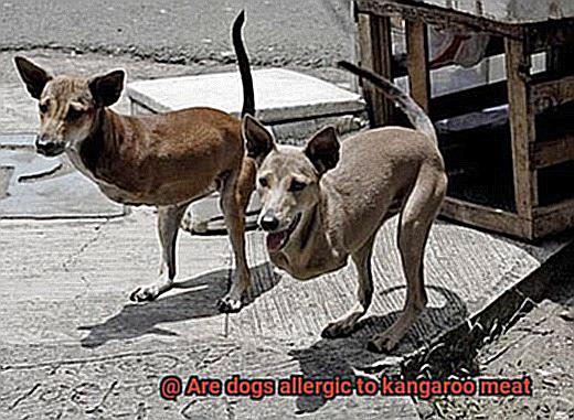 Are dogs allergic to kangaroo meat-7