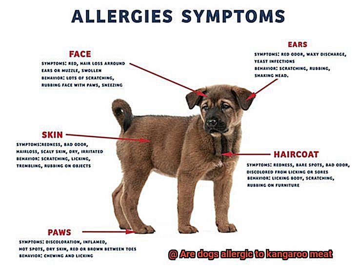 Are dogs allergic to kangaroo meat-3