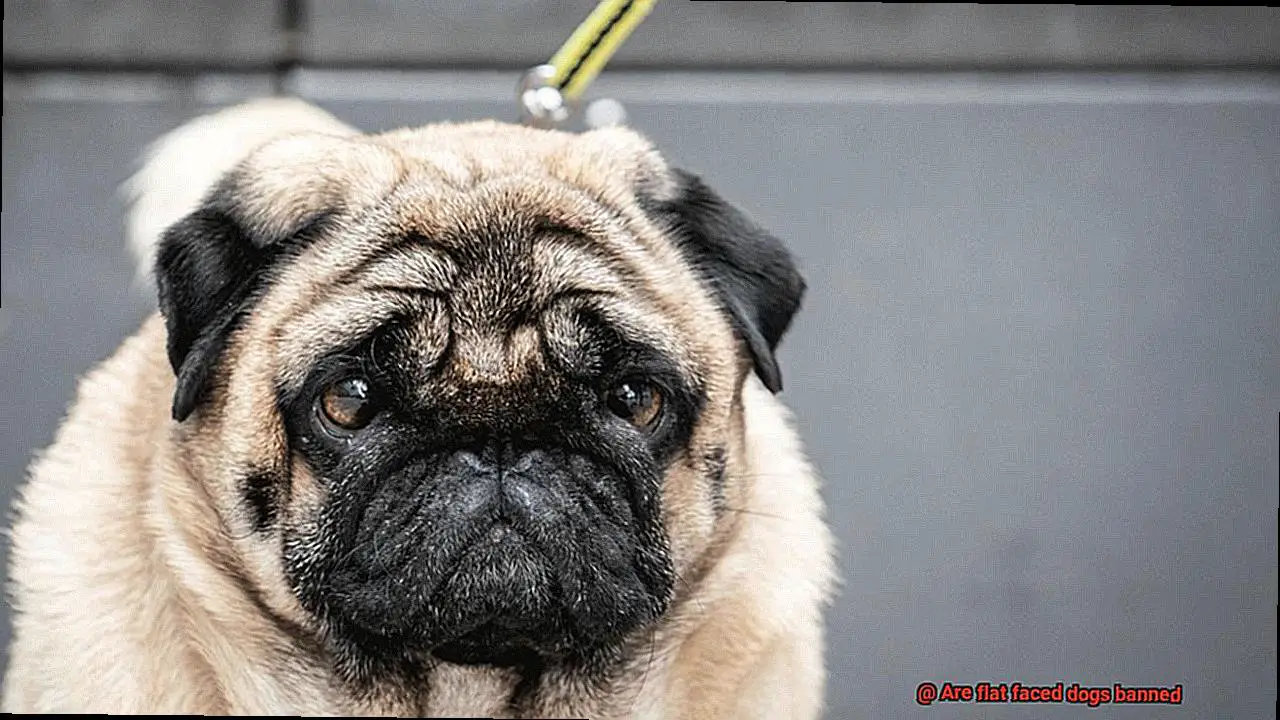 Are flat faced dogs banned? – Allfrbulldogs.com