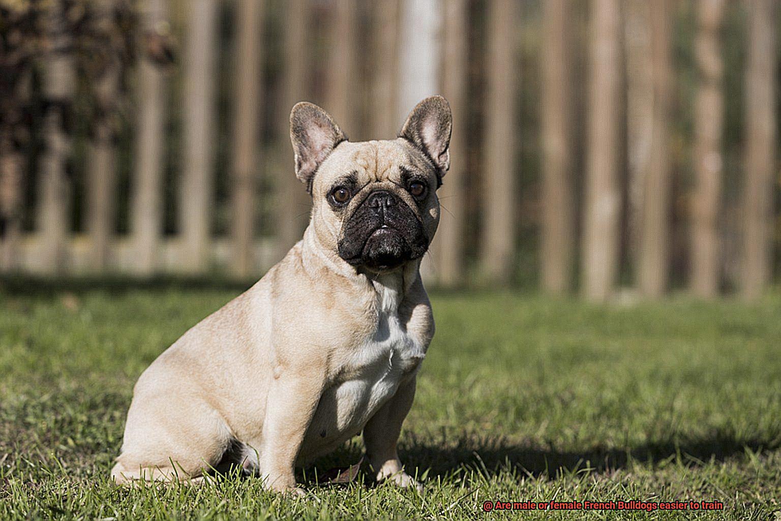 Are male or female French Bulldogs easier to train-2