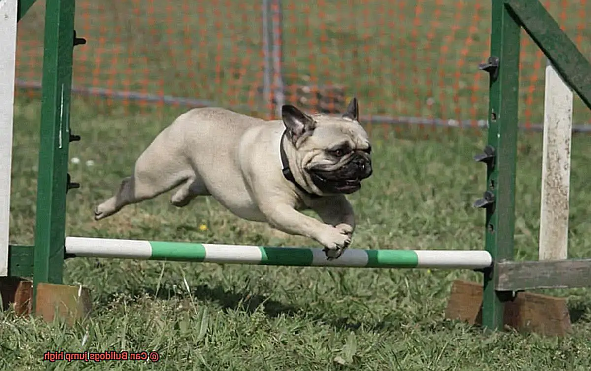 Can Bulldogs jump high-2