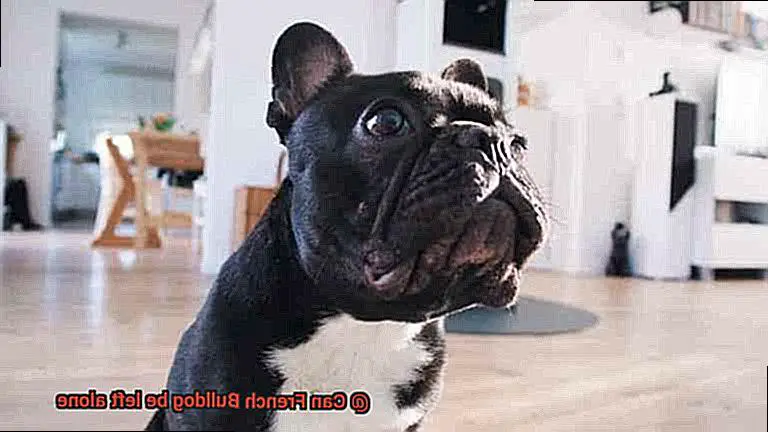 Can French Bulldog be left alone-4