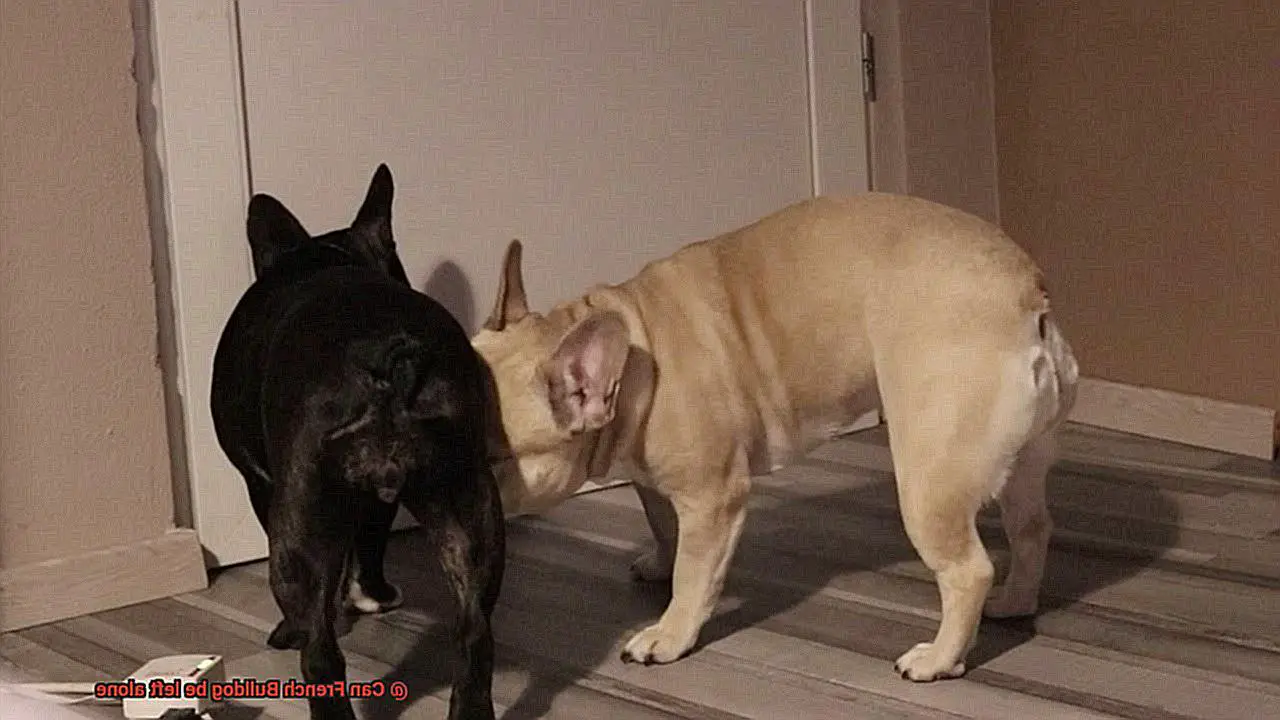 Can French Bulldog be left alone-2