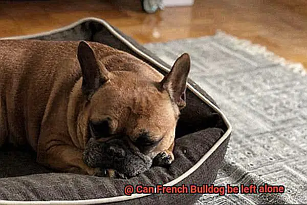 Can French Bulldog be left alone-3