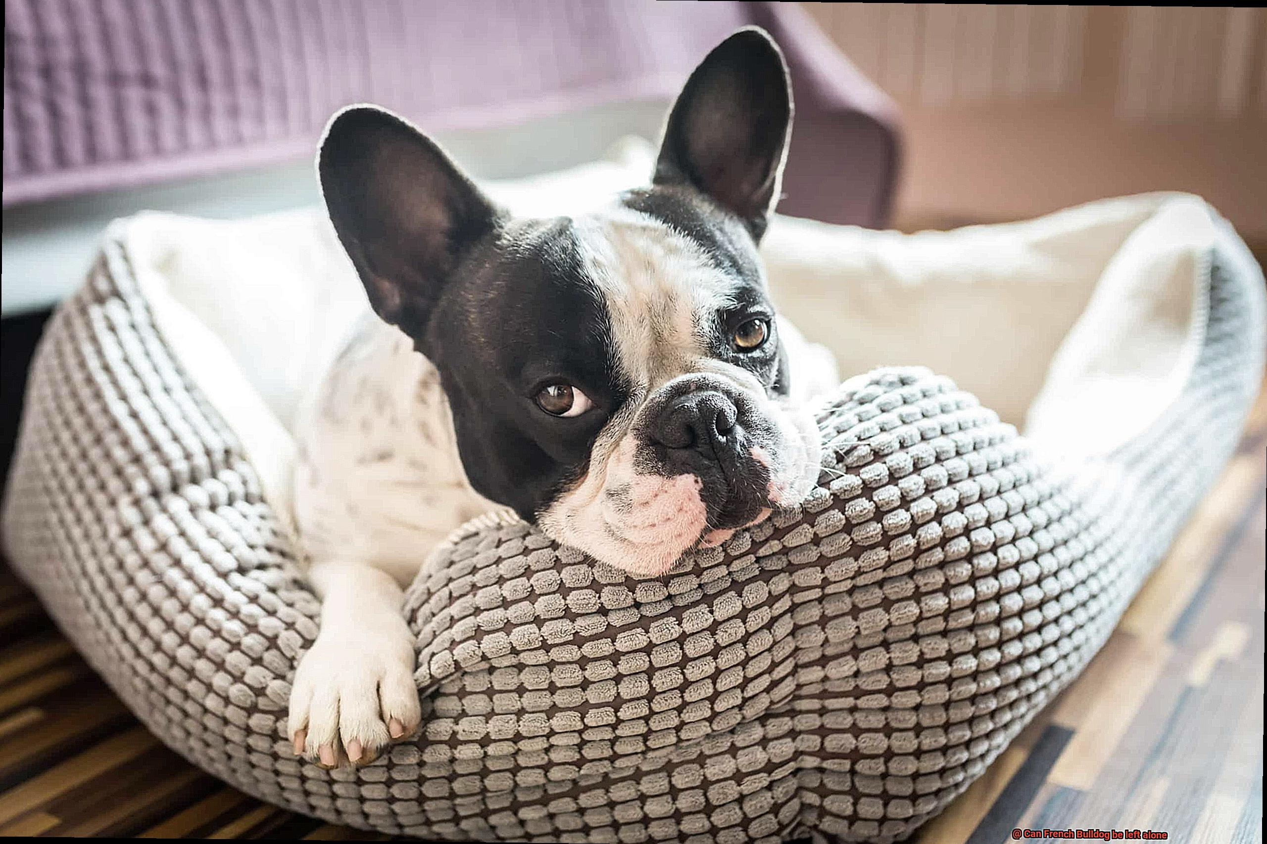 Can French Bulldog be left alone-11