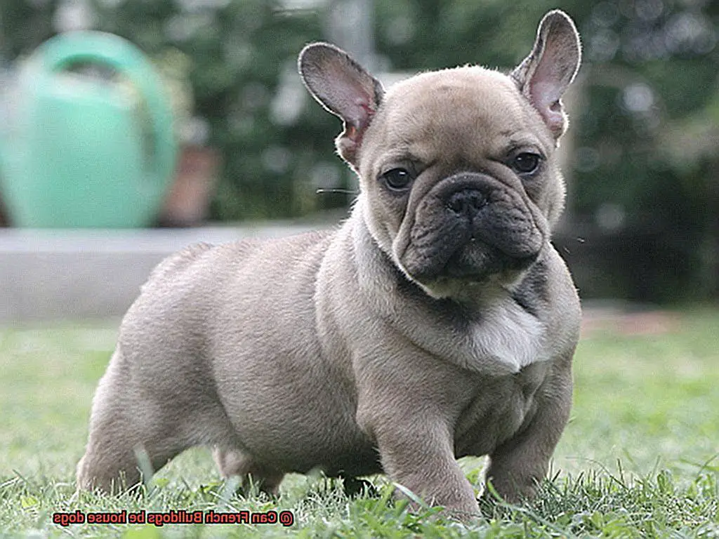 Can French Bulldogs be house dogs-4