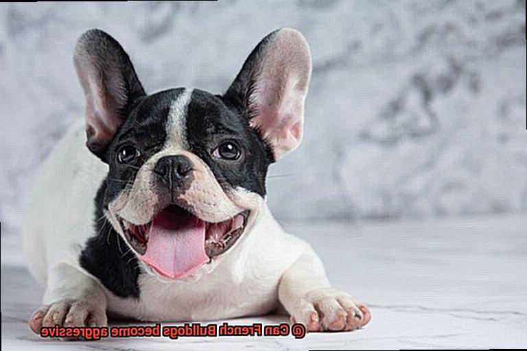 Can French Bulldogs become aggressive-4