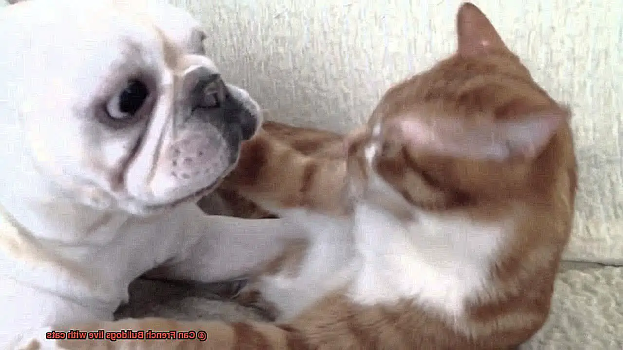 Can French Bulldogs live with cats-4