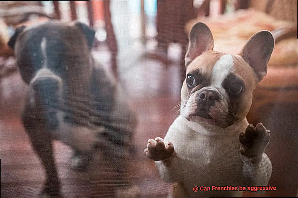 Can Frenchies be aggressive-4