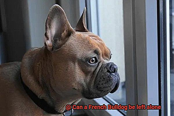 Can a French Bulldog be left alone-4