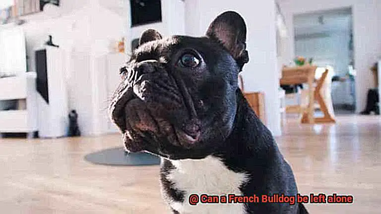 Can a French Bulldog be left alone-11