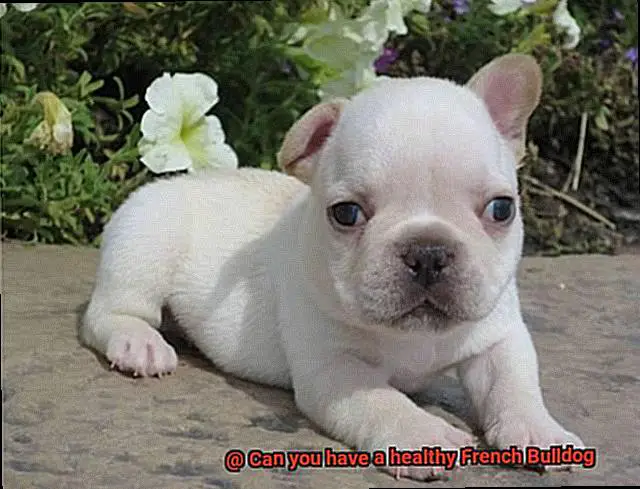 Can you have a healthy French Bulldog-5