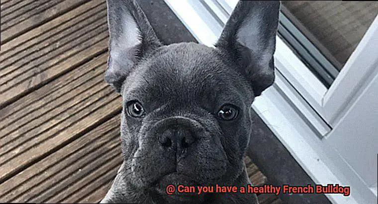 Can you have a healthy French Bulldog-4